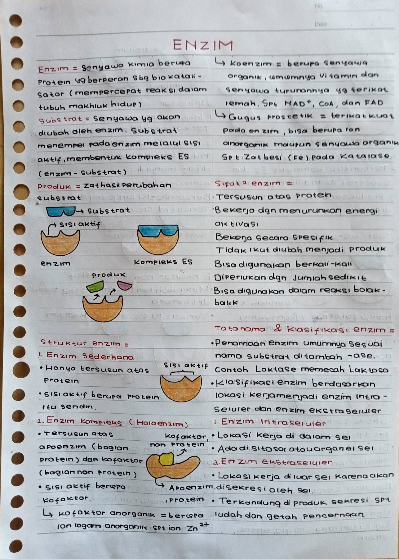 Biologi metabolisme (enzim)