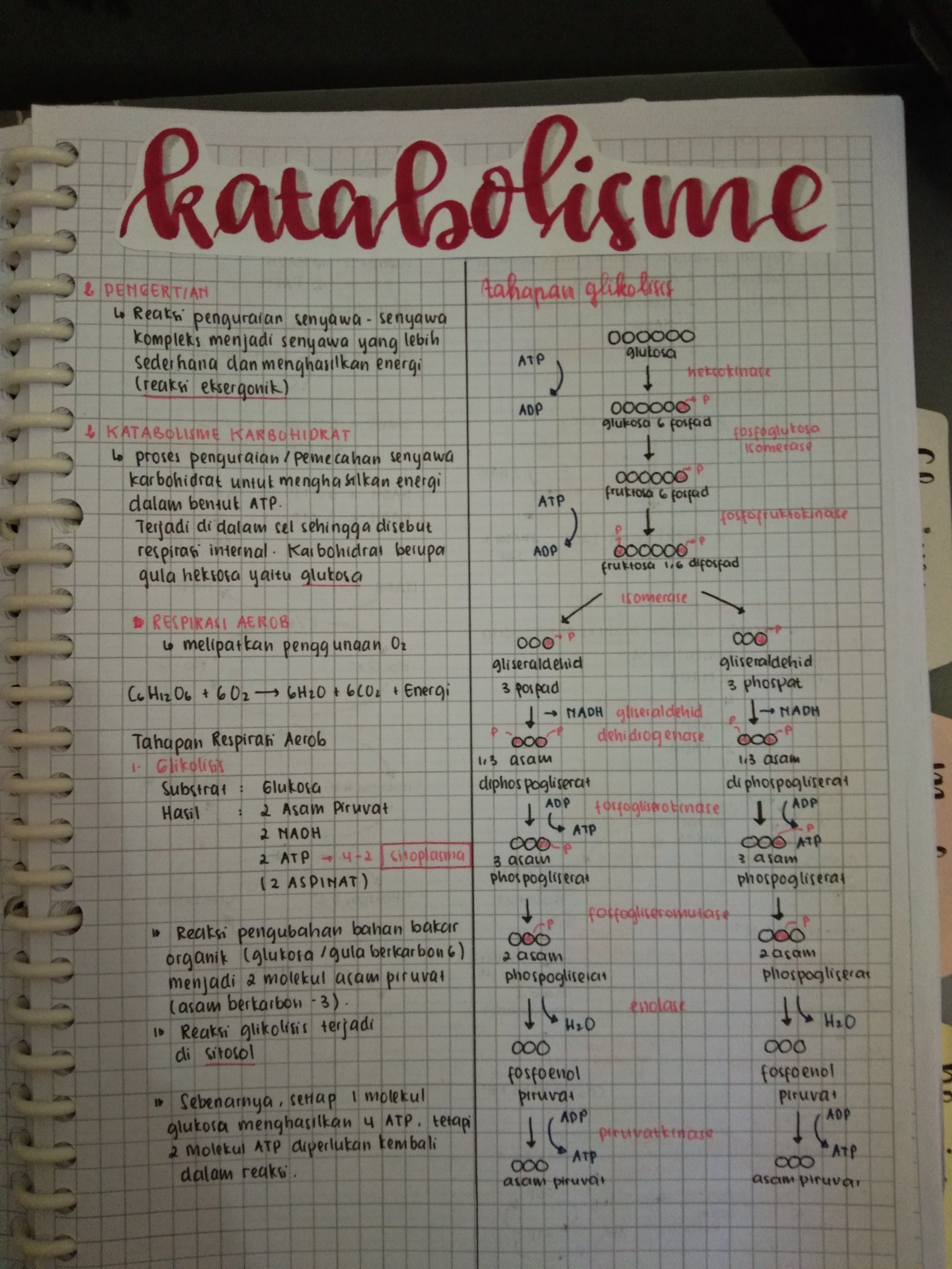 Katabolisme – Biologi Kelas 12