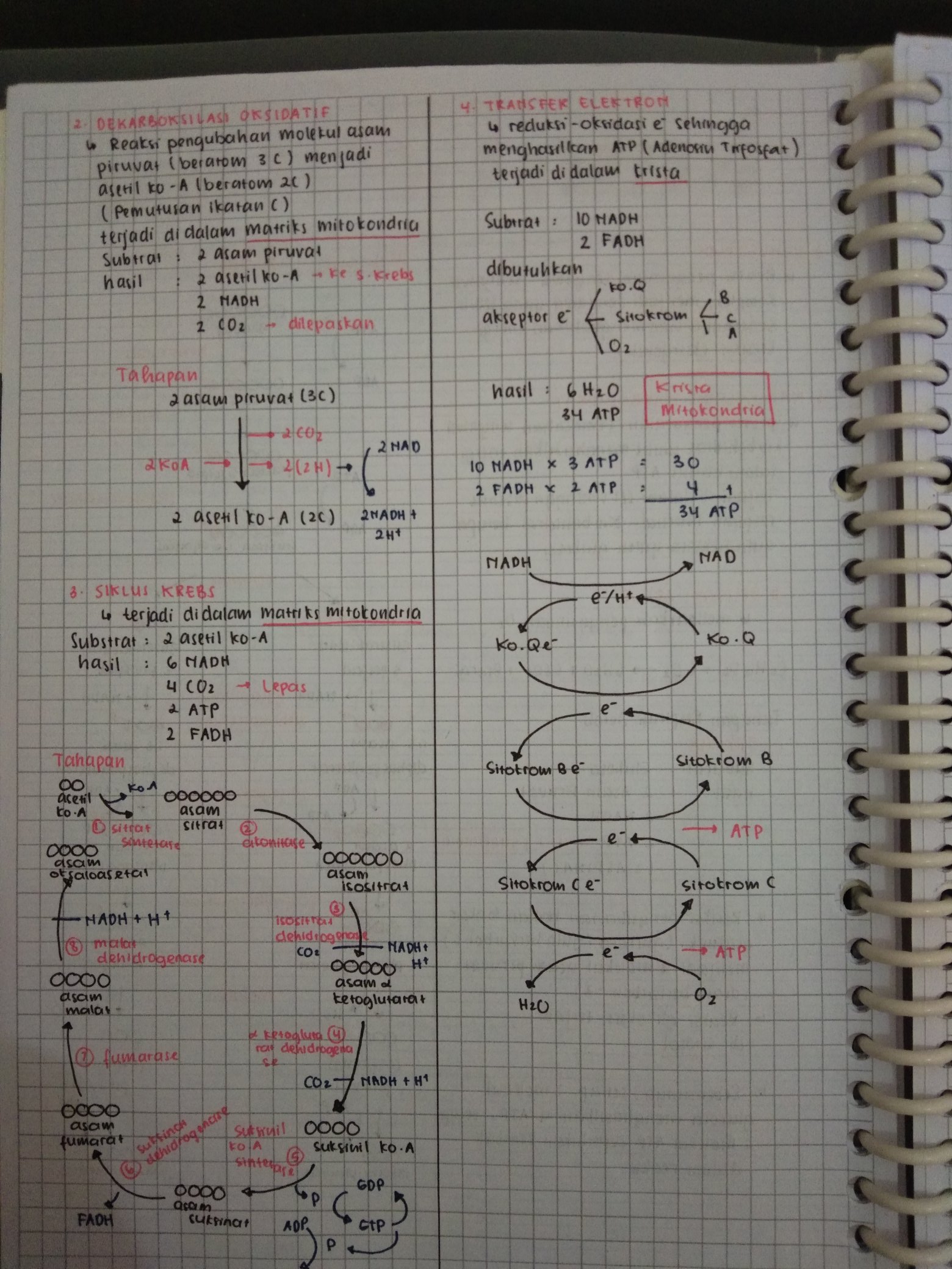 Katabolisme – Biologi Kelas 12 - halaman 2