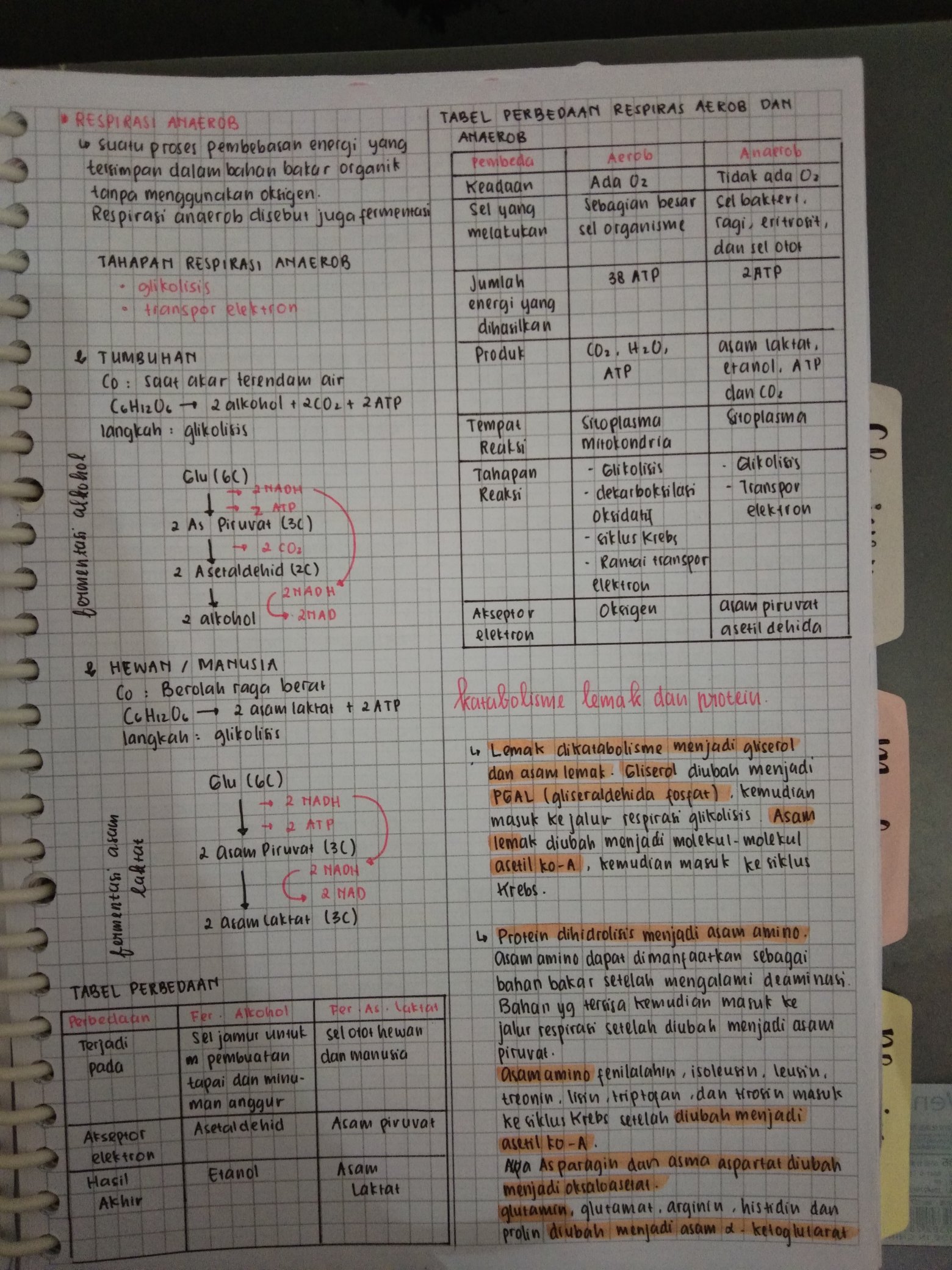 Katabolisme – Biologi Kelas 12 - halaman 3