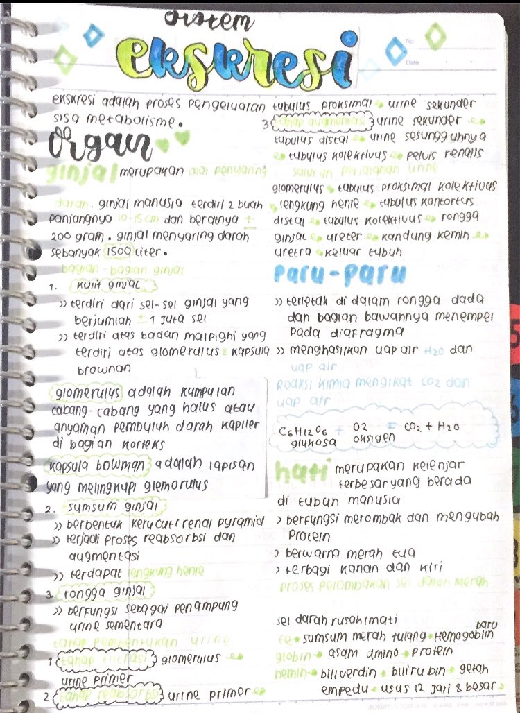 Sistem Ekskresi – Biologi Kelas 8