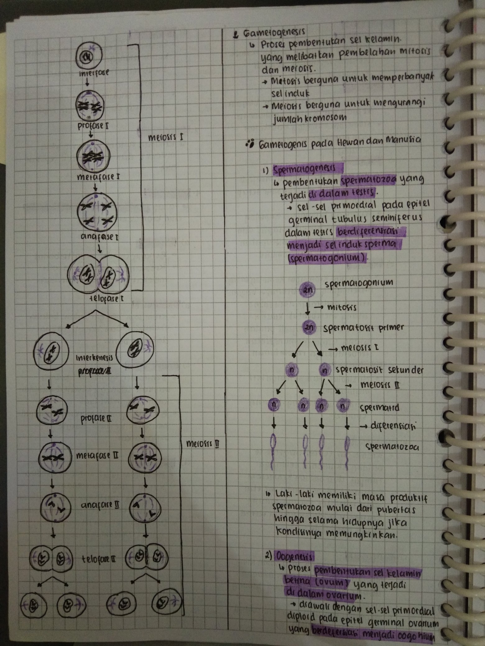 Pembelahan Sel – Biologi Kelas 12 - halaman 4