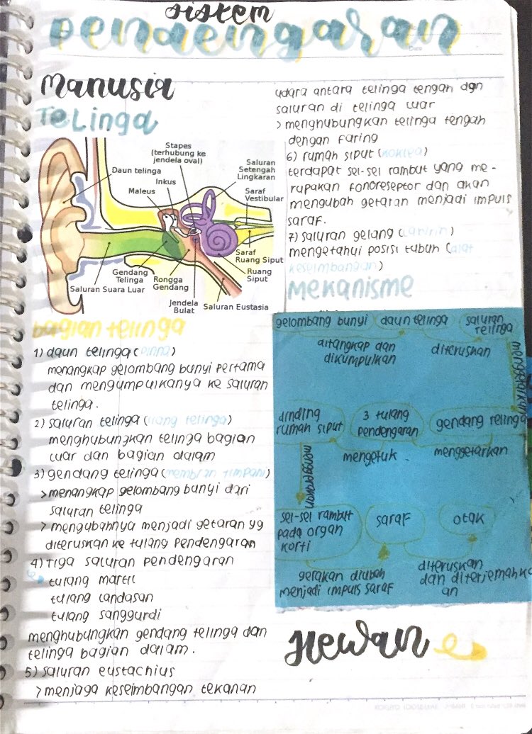 Sistem Pendengaran Biologi Kelas 8