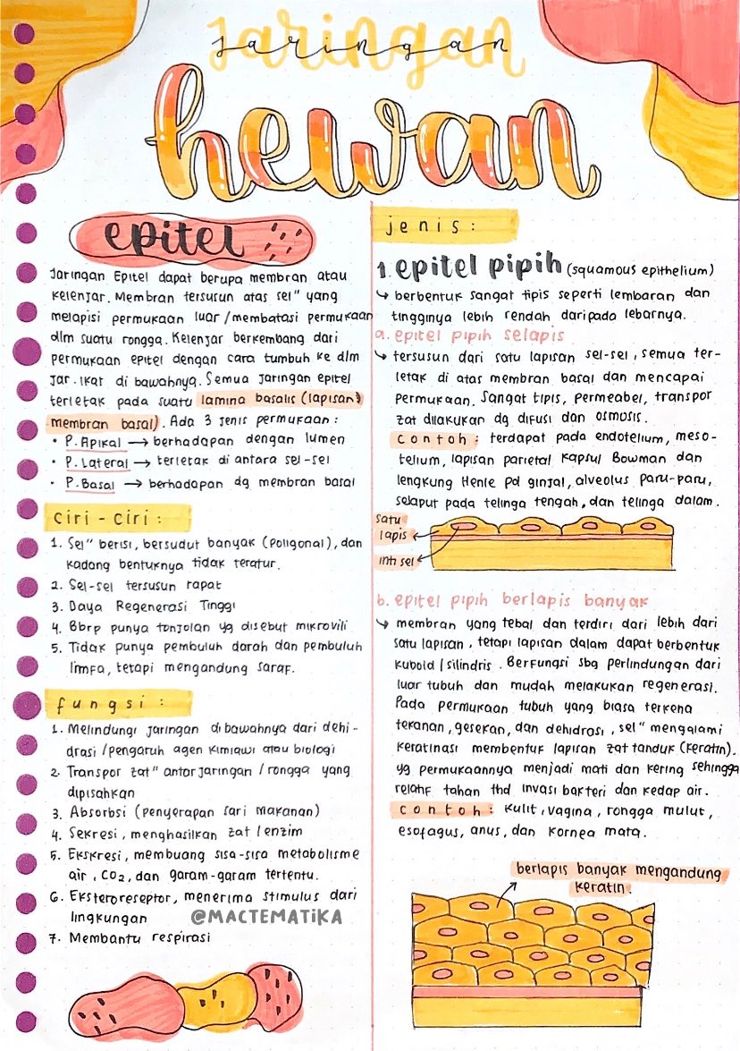 Jaringan Hewan – Biologi Kelas 11
