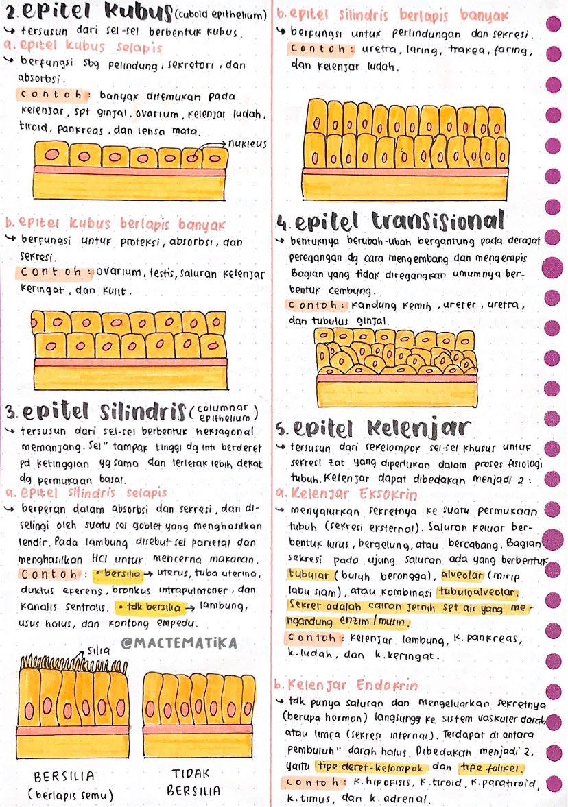 Jaringan Hewan – Biologi Kelas 11 - halaman 2