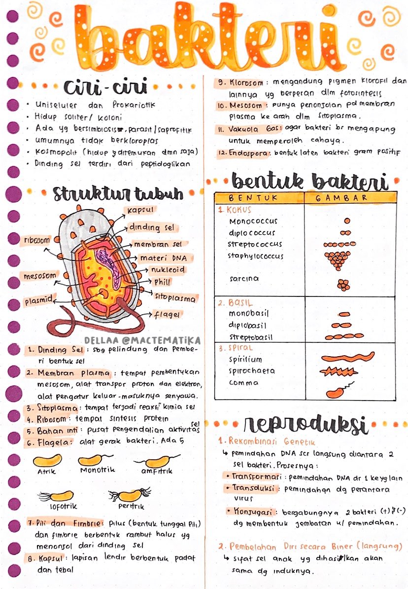 Bakteri (Monera) – Biologi Kelas 10