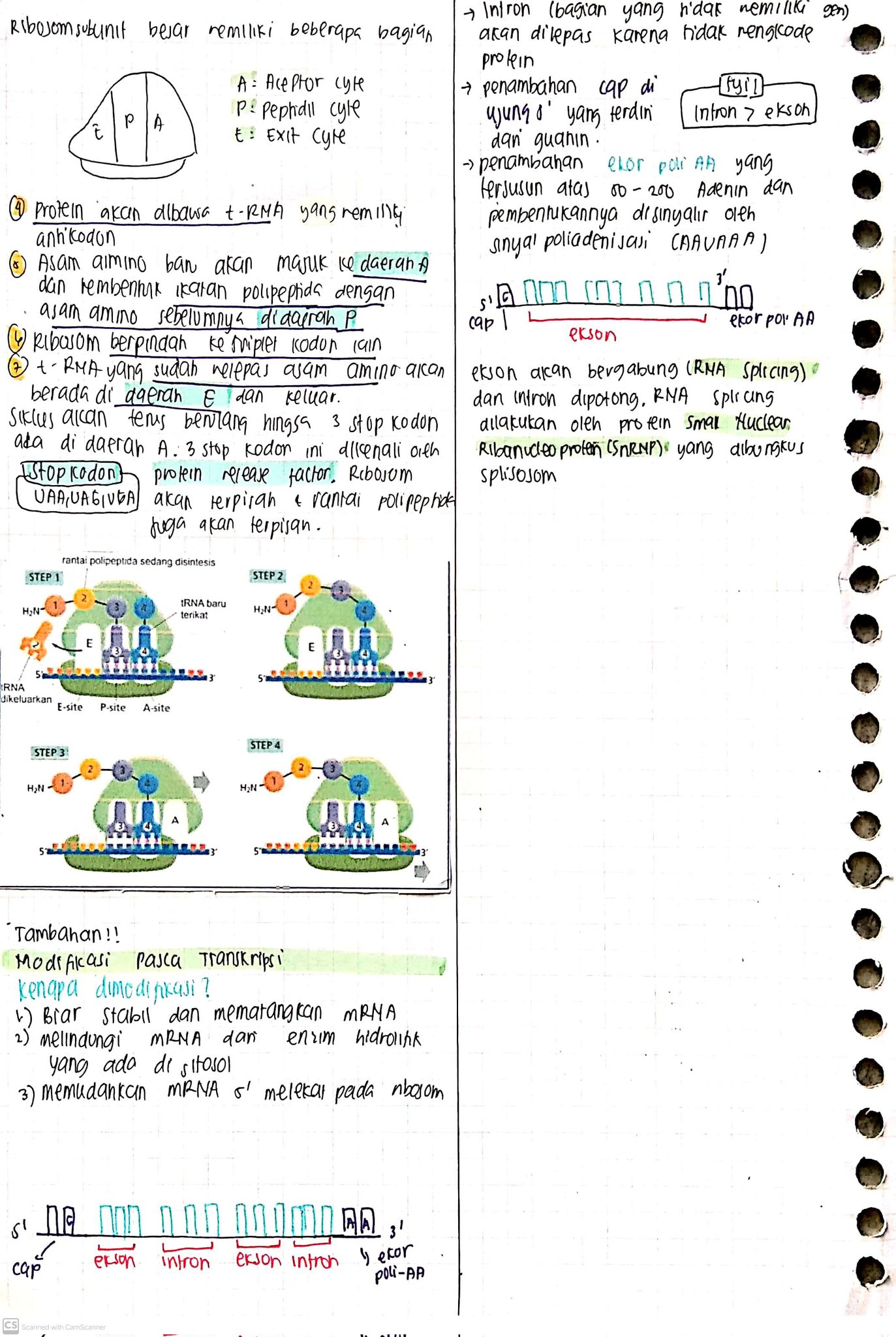Materi Genetik Biologi Kelas 12 - halaman 4