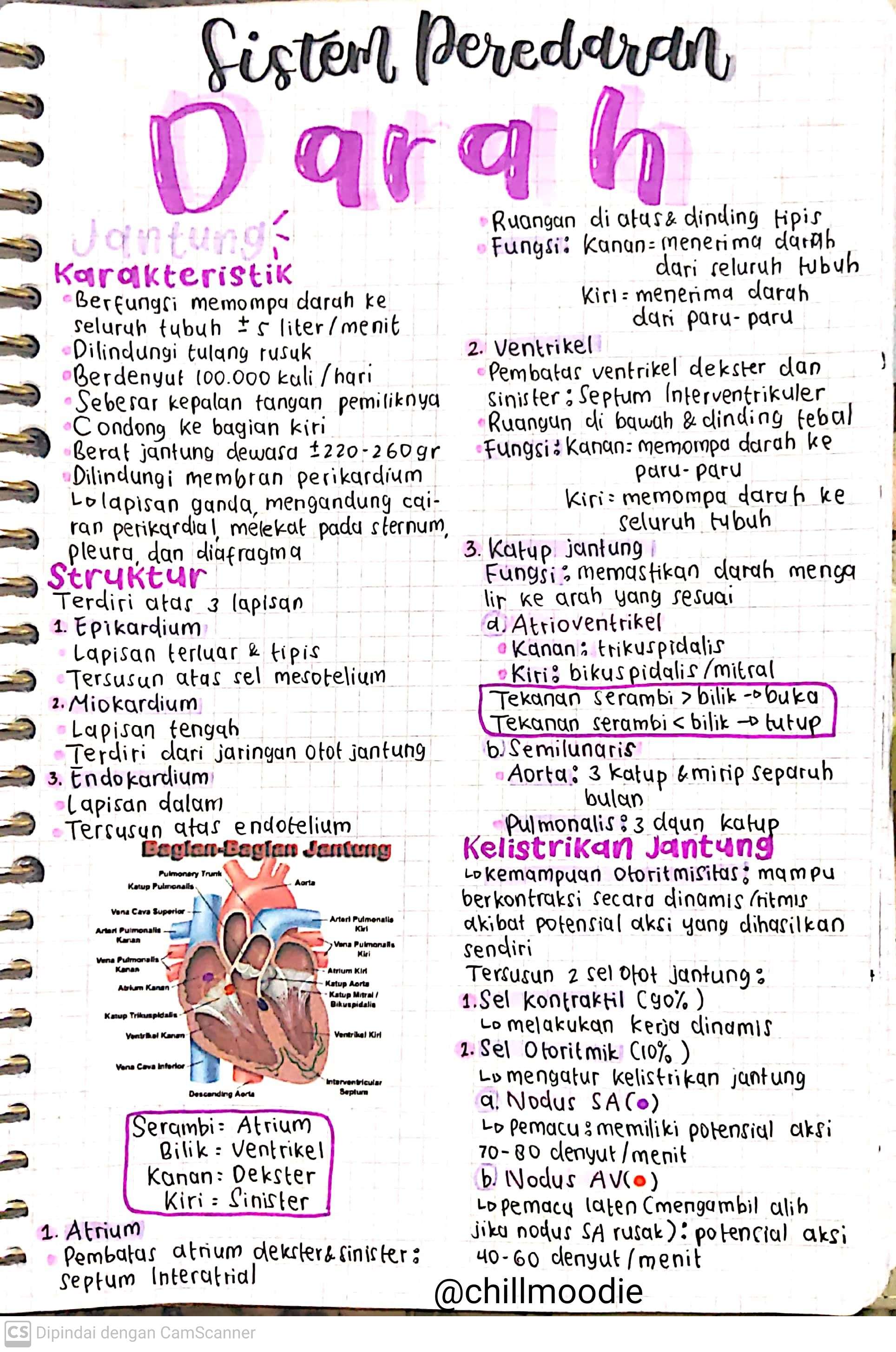 Biologi Kelas 11: Sistem Peredaran Darah