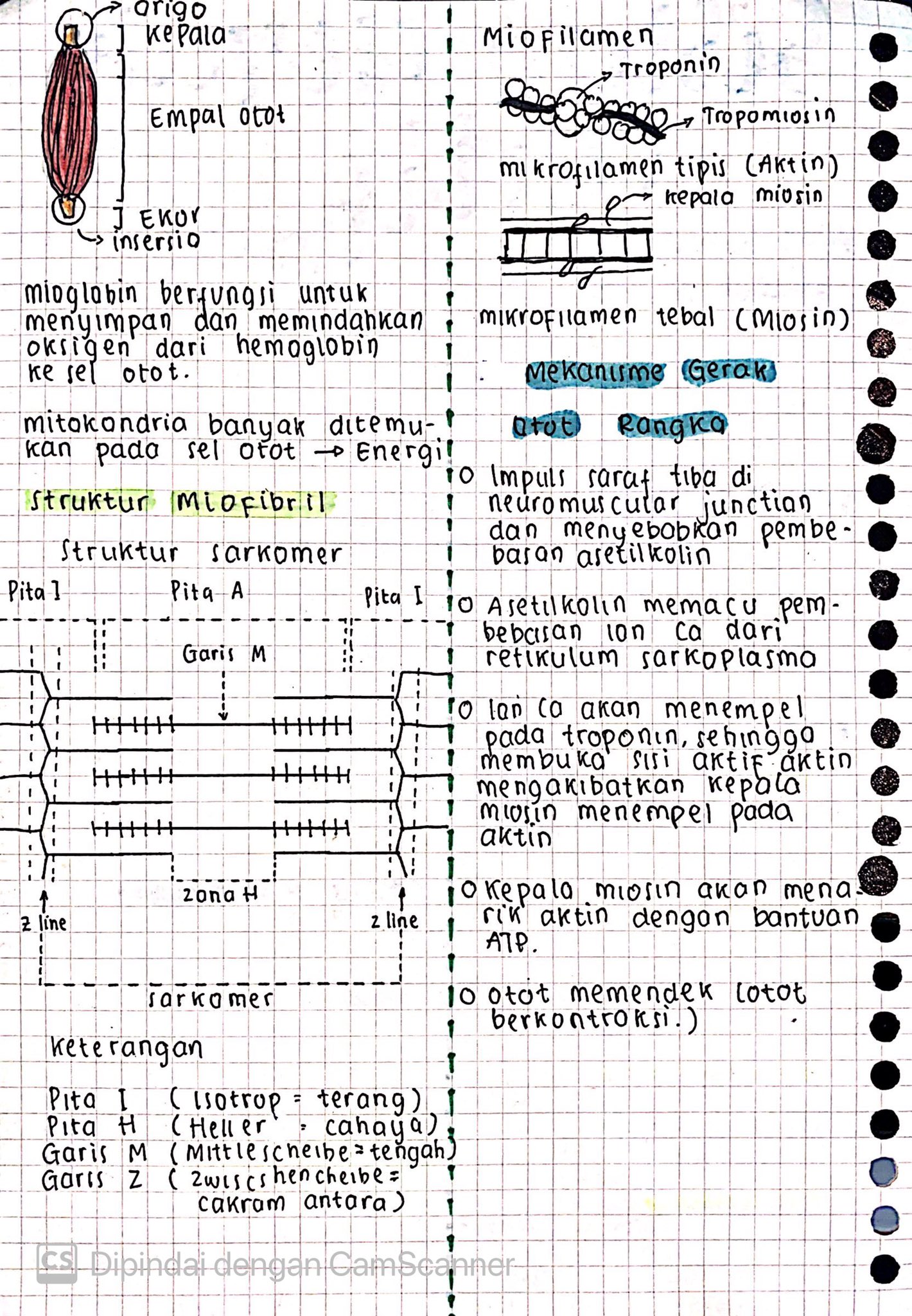 Materi Biologi Kelas 11: Sistem Gerak Aktif - halaman 2
