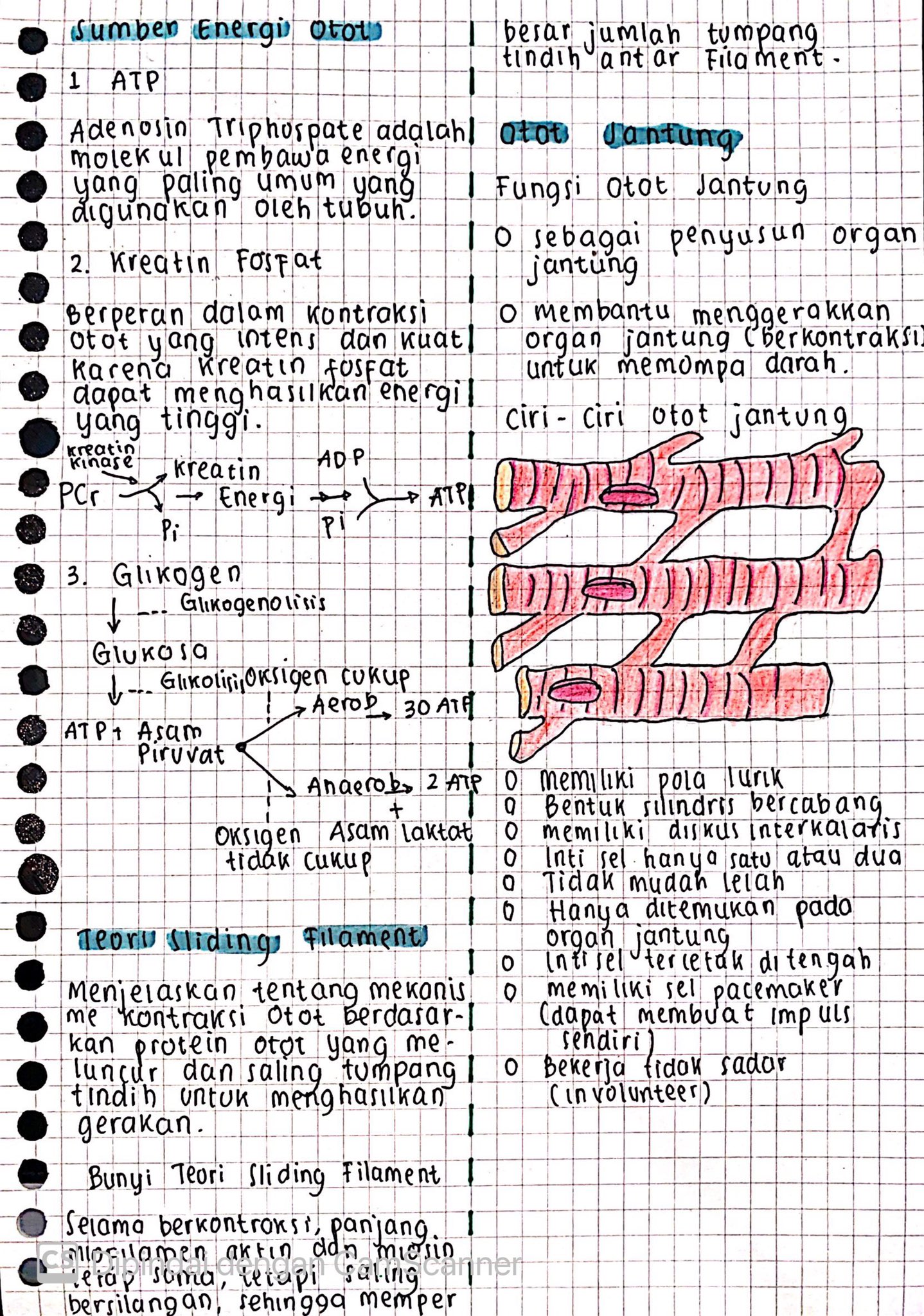 Materi Biologi Kelas 11: Sistem Gerak Aktif - halaman 3