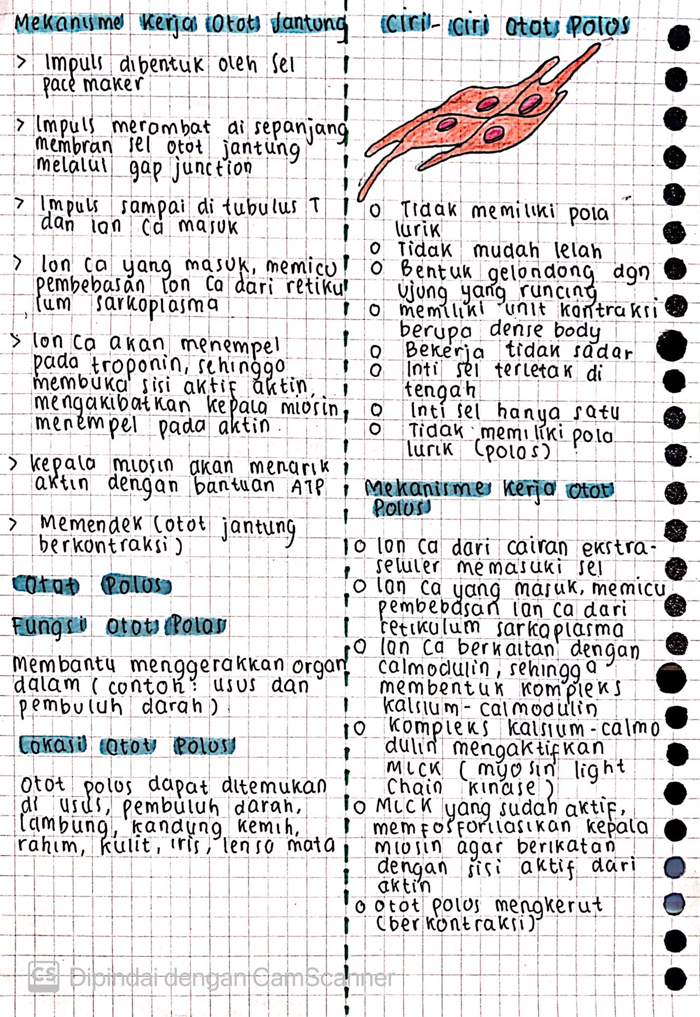 Materi Biologi Kelas 11: Sistem Gerak Aktif - halaman 4
