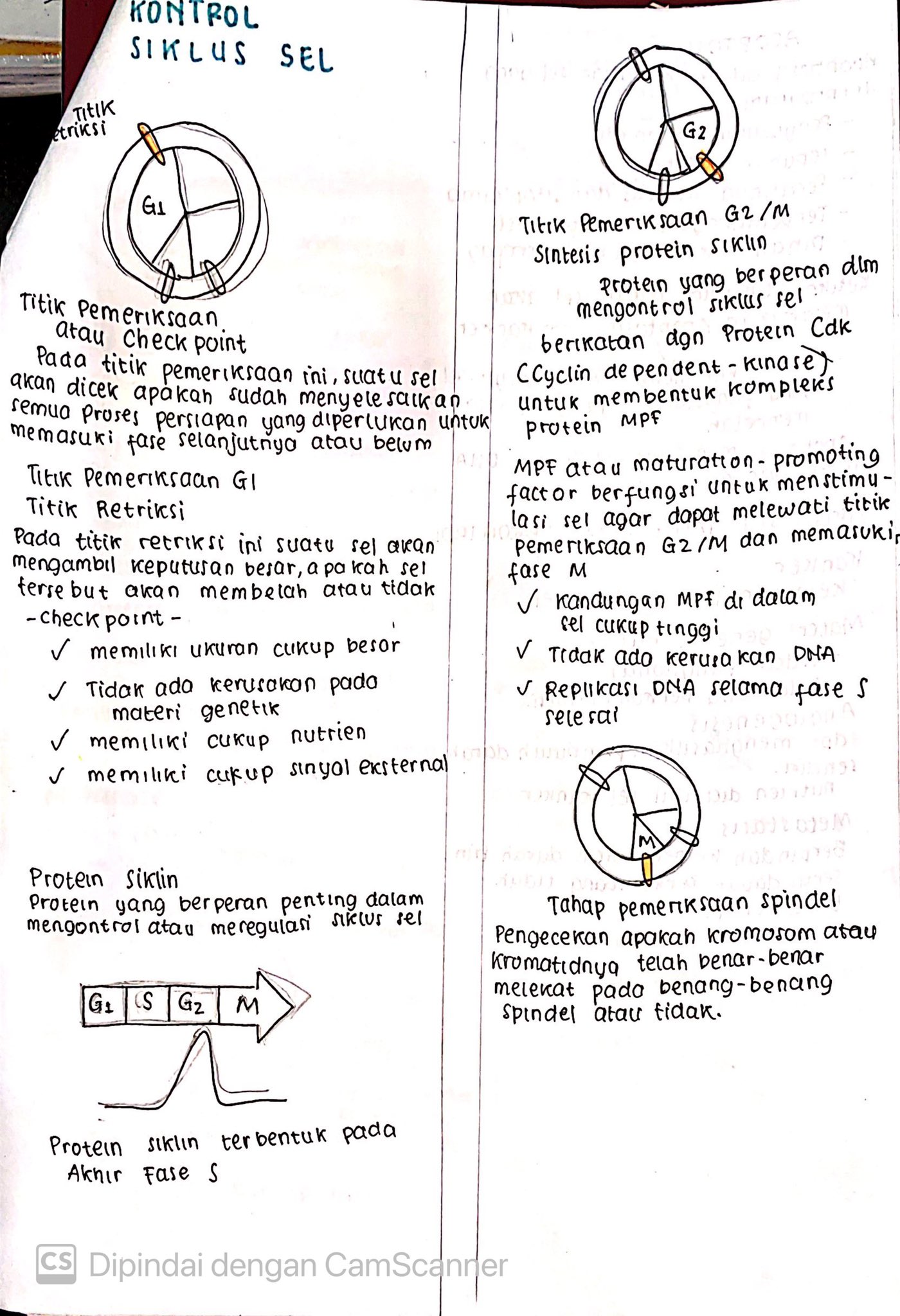 Materi Biologi Kelas 12: Pembelahan Sel - halaman 3