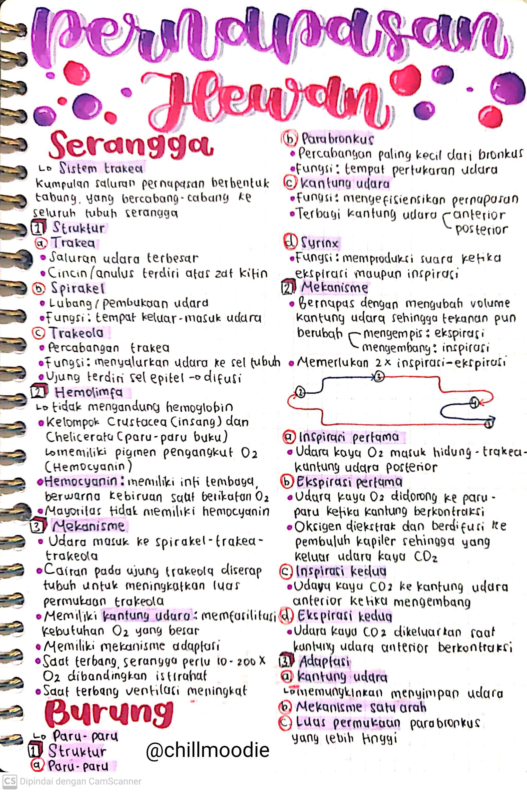 Biologi Kelas 11: Pernapasan Hewan
