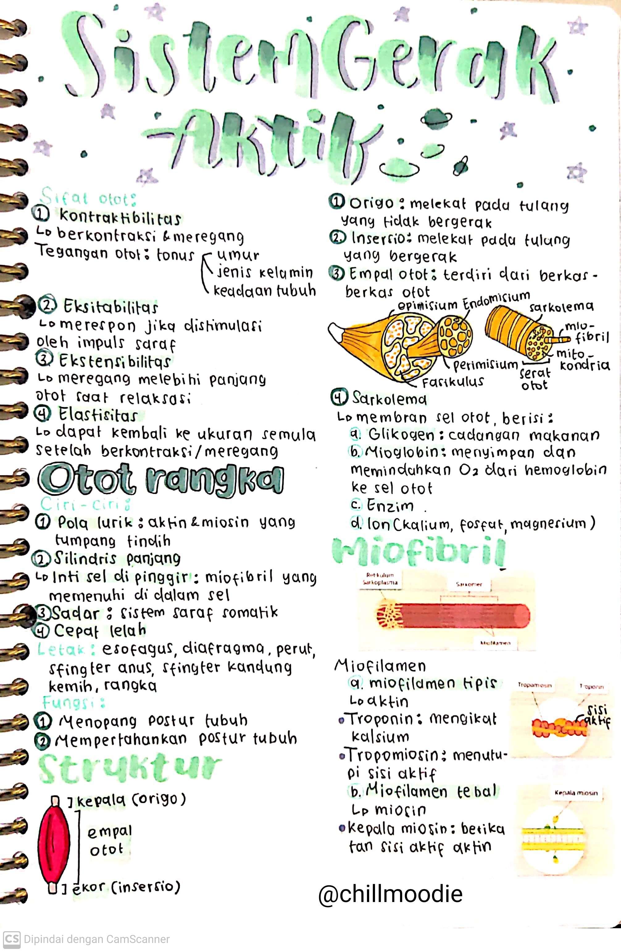 Biologi Kelas 11: Sistem Gerak Aktif