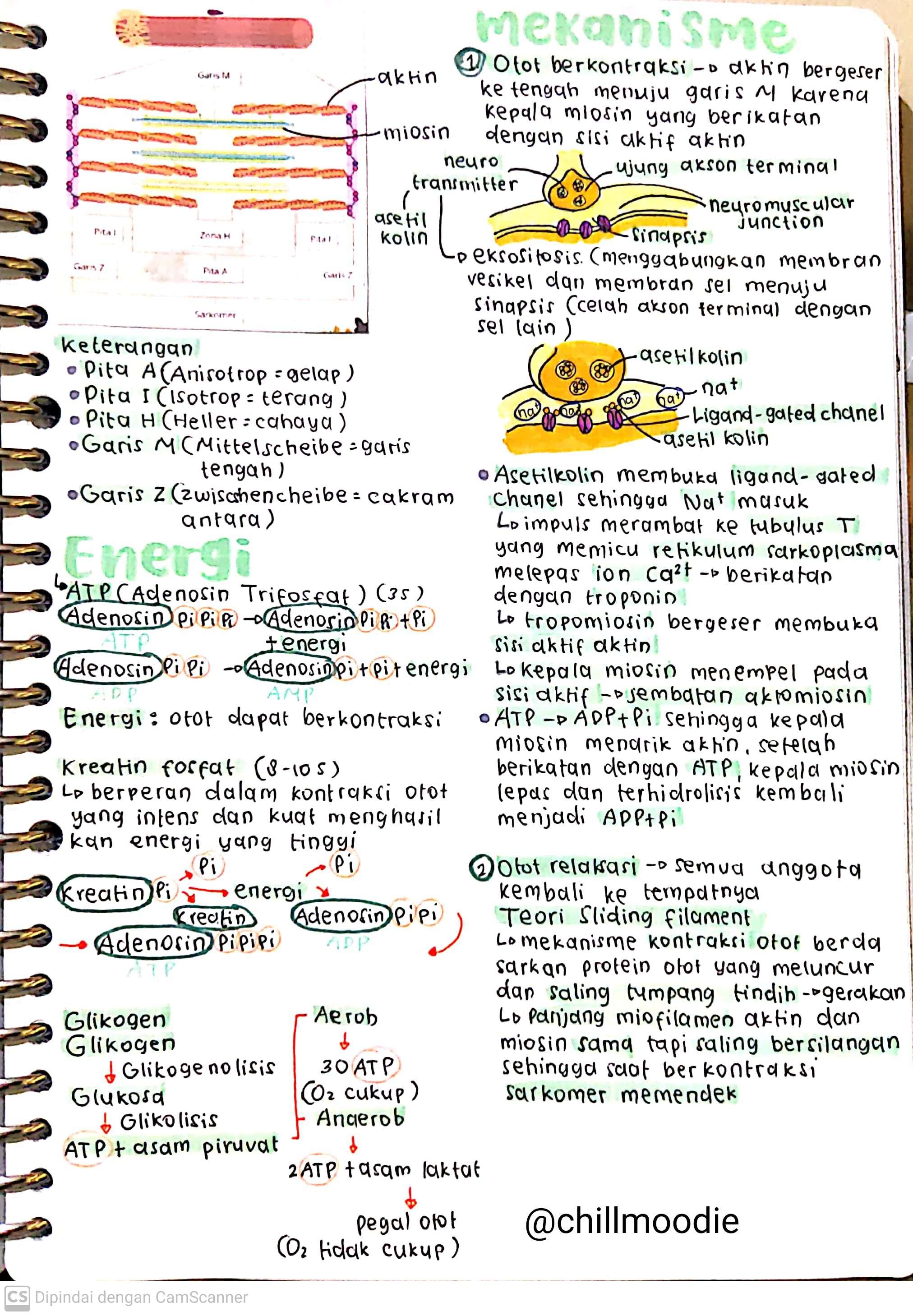 Biologi Kelas 11: Sistem Gerak Aktif - halaman 2