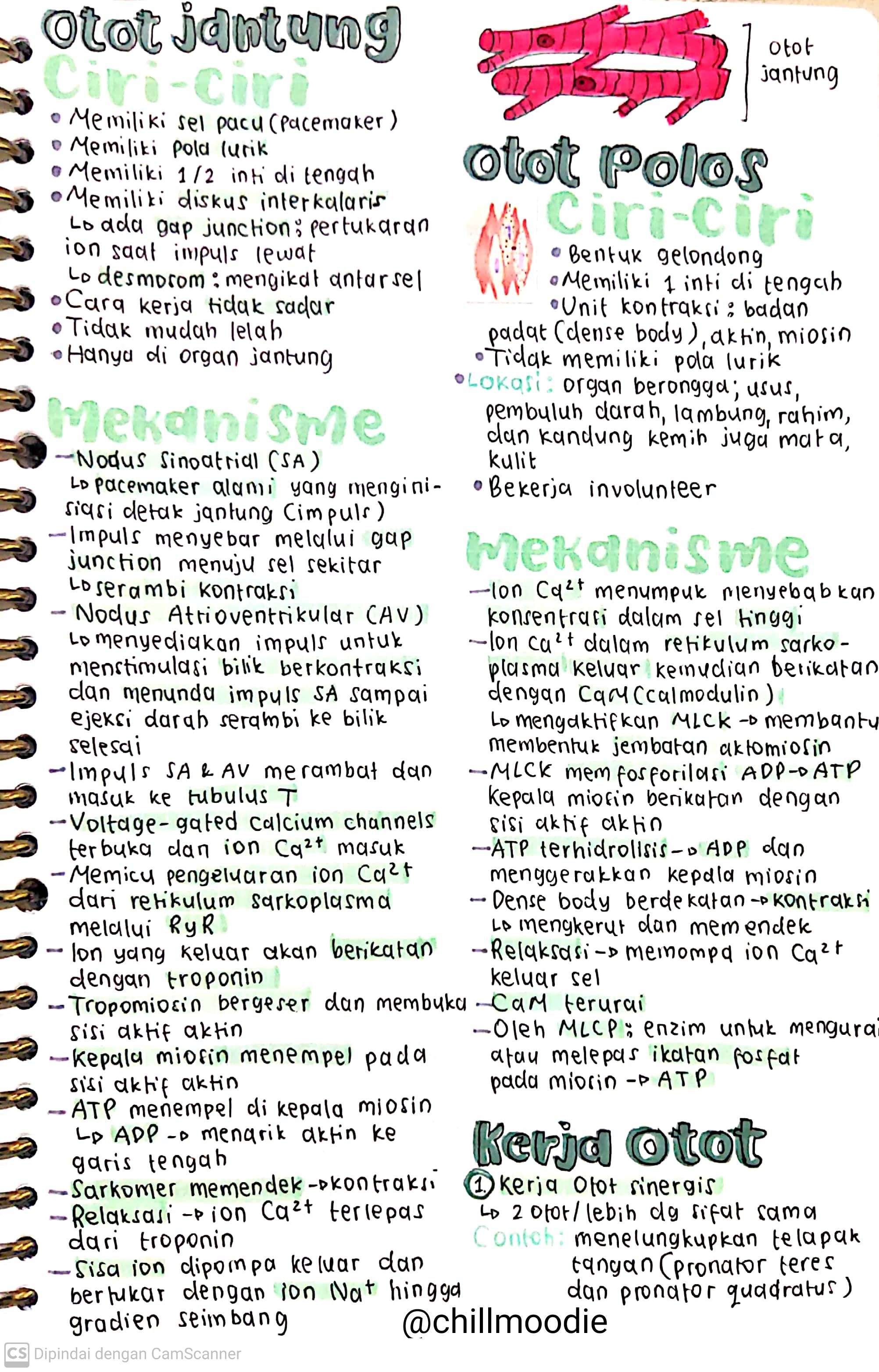 Biologi Kelas 11: Sistem Gerak Aktif - halaman 3