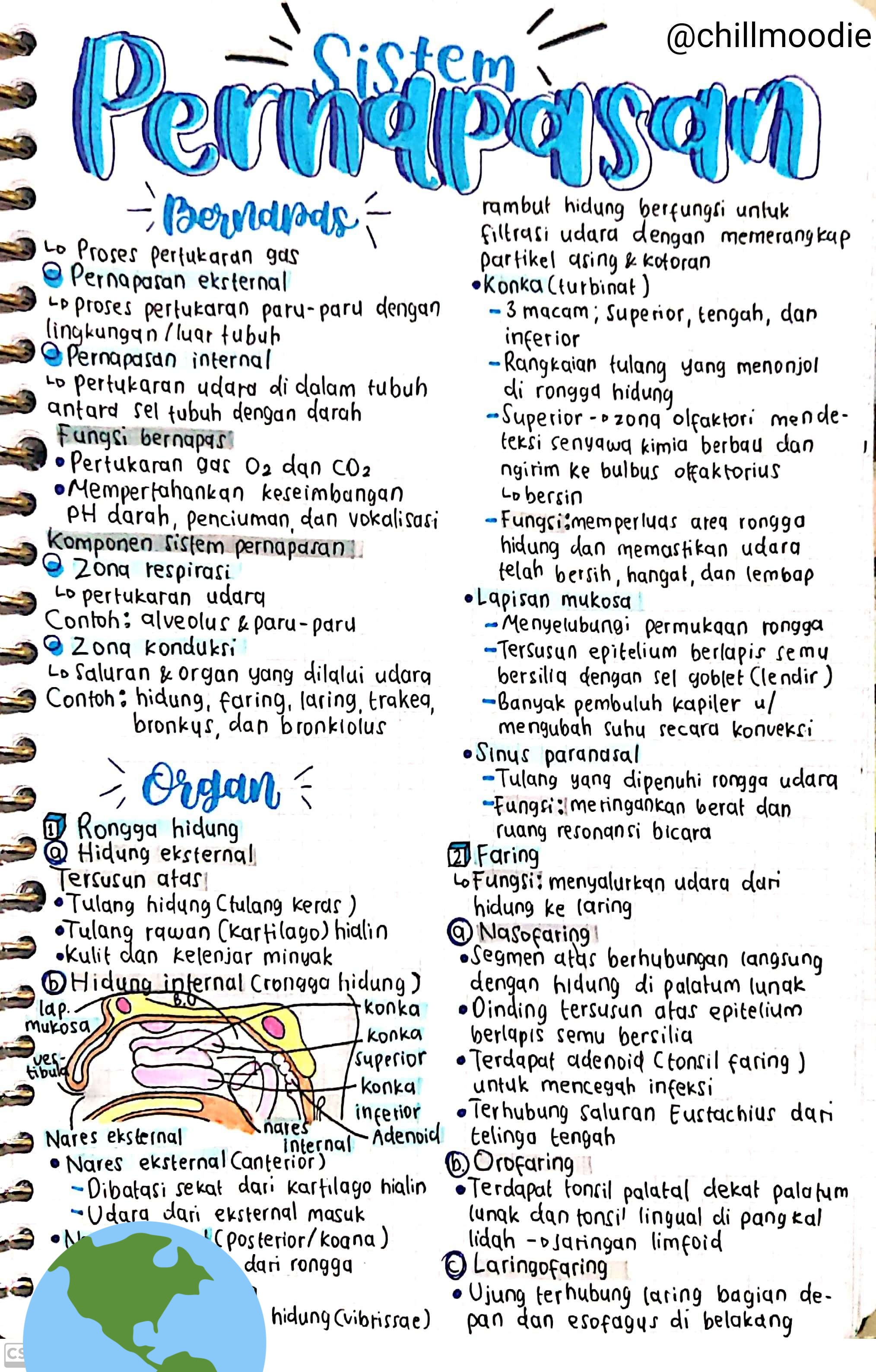 Biologi Kelas 11: Sistem Pernapasan Manusia