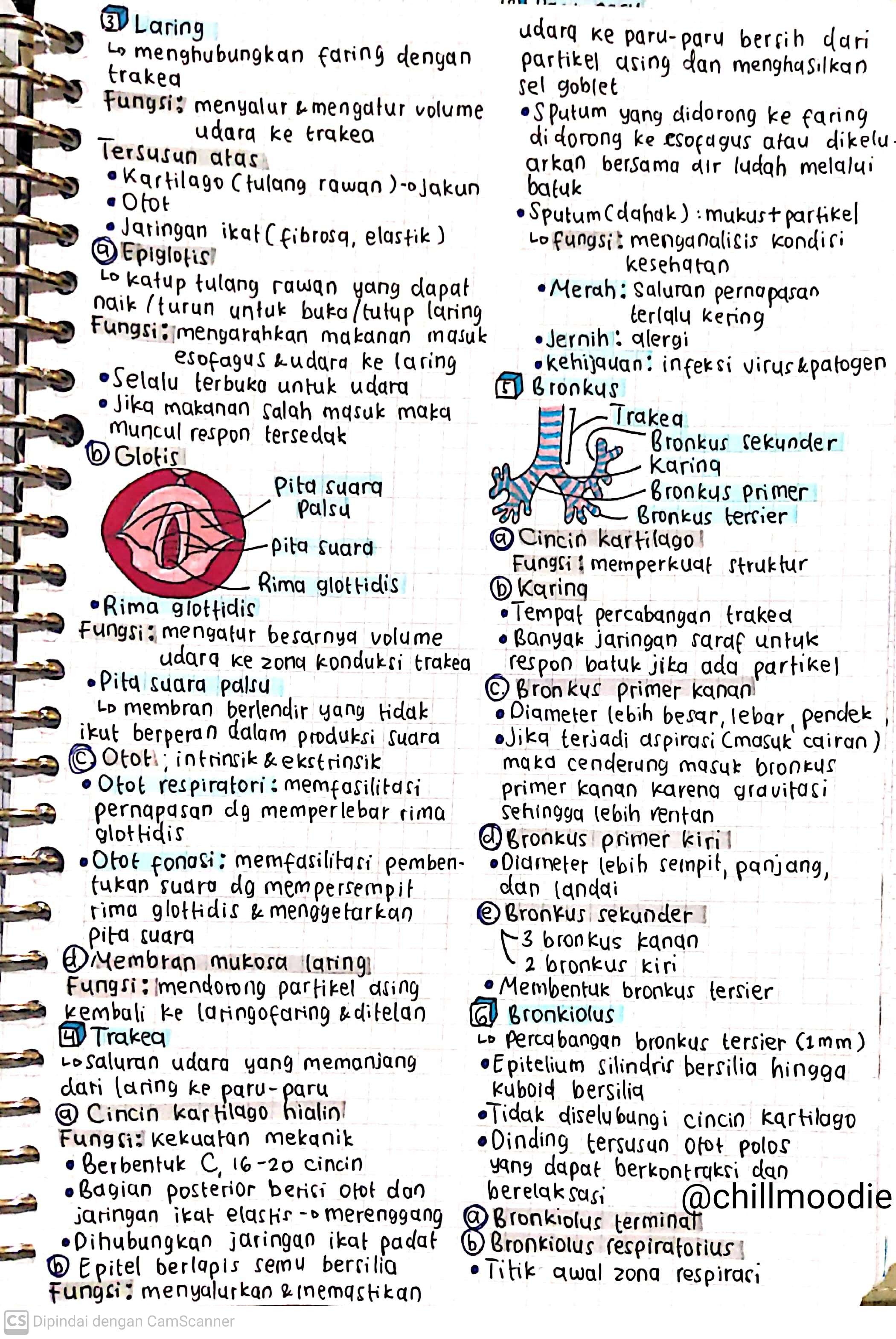 Biologi Kelas 11: Sistem Pernapasan Manusia - halaman 2