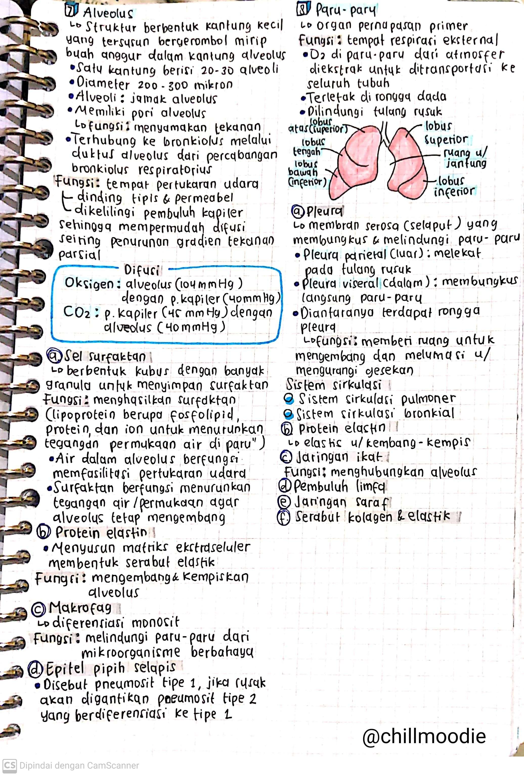 Biologi Kelas 11: Sistem Pernapasan Manusia - halaman 3