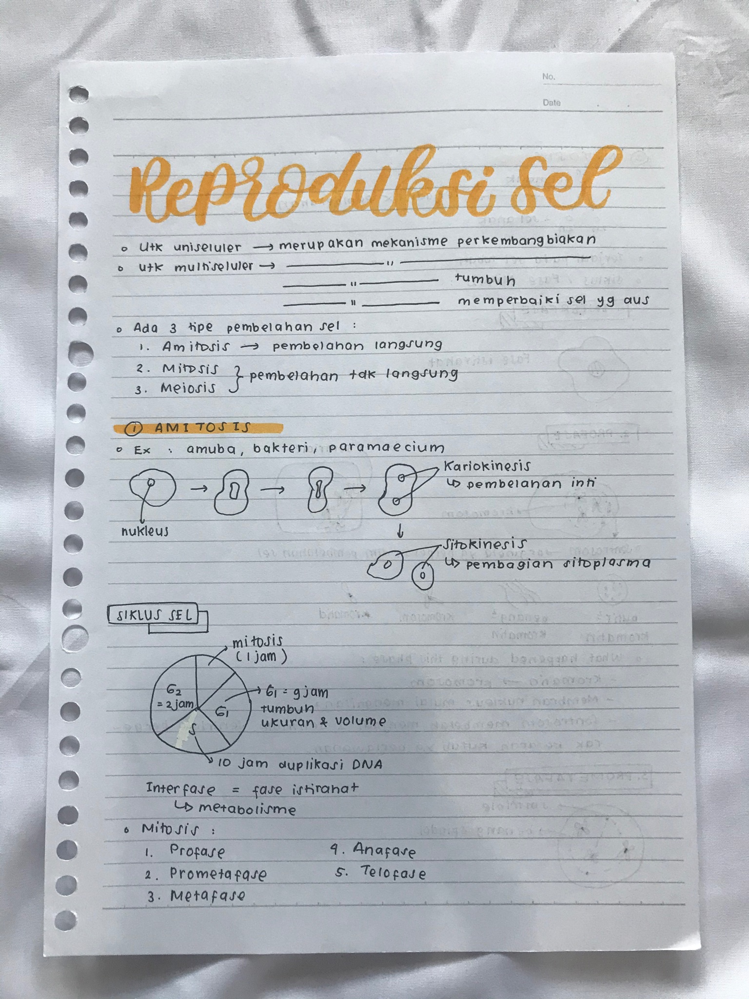 Reproduksi Sel kelas 12