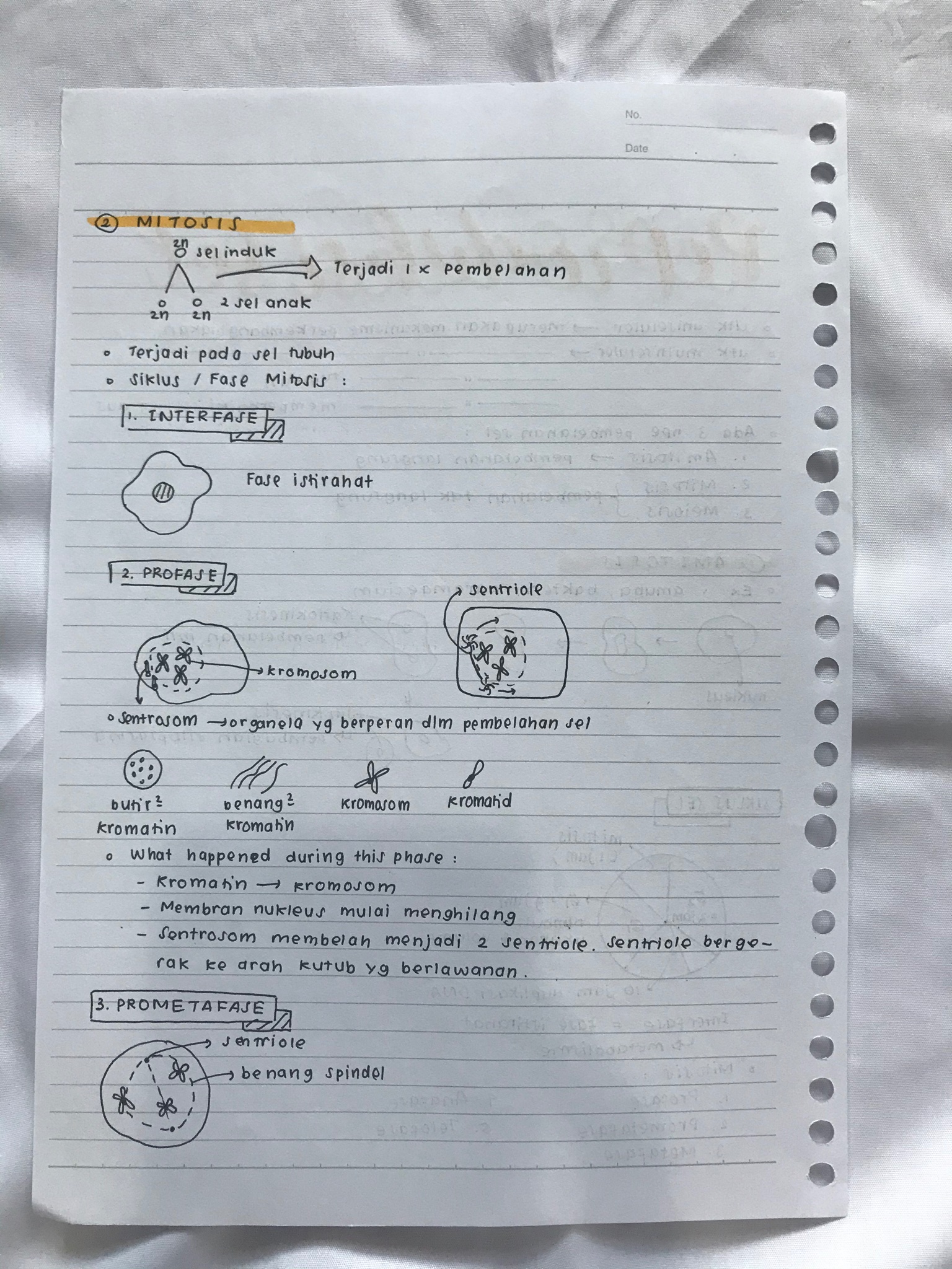 Reproduksi Sel kelas 12 - halaman 2