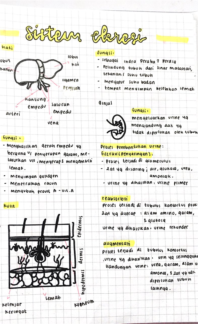 Sistem Ekresi dan Pernapasan kelas 8