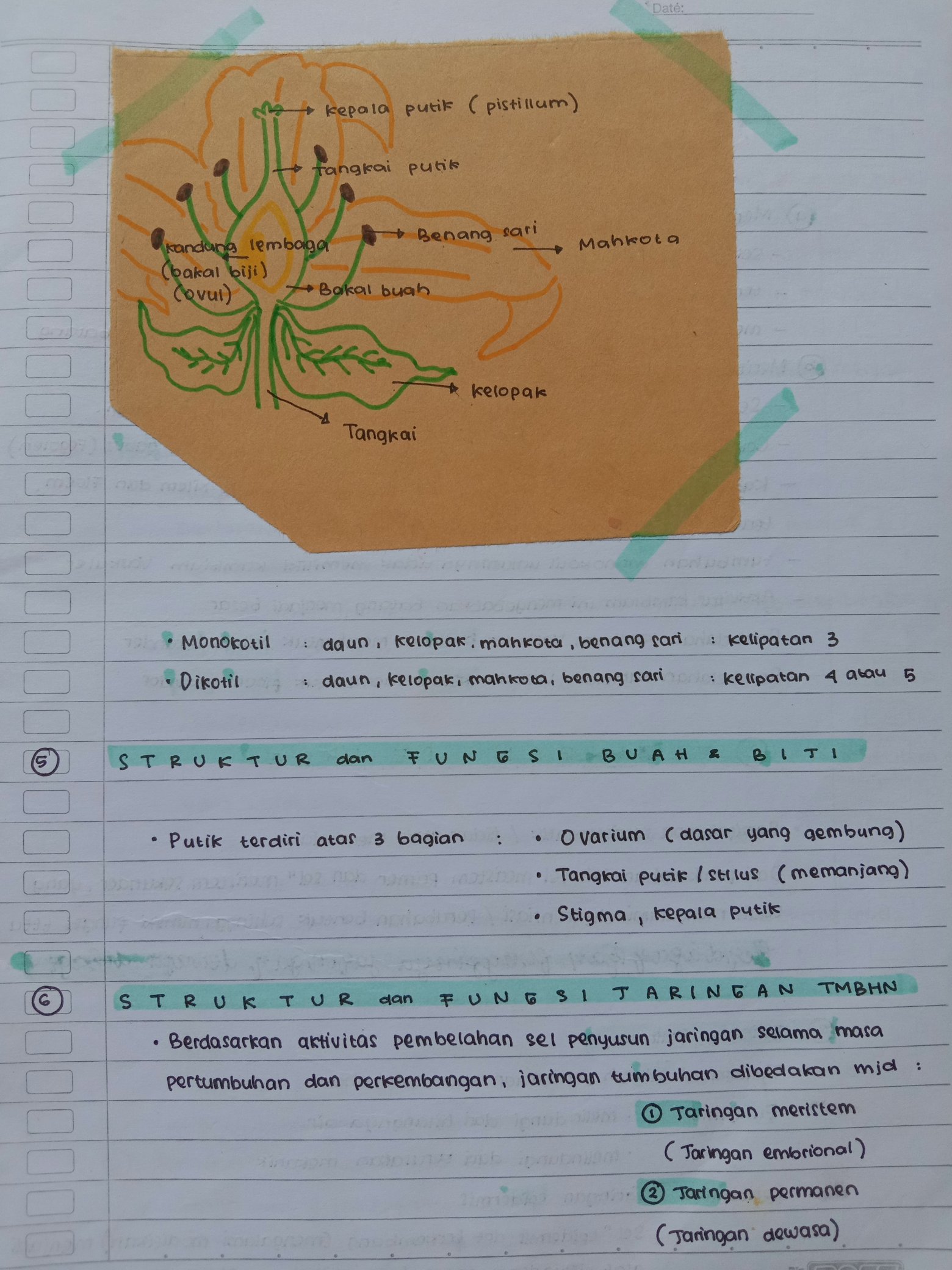 Struktur dan Fungsi Tumbuhan Kelas 8 - halaman 3
